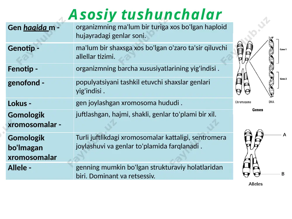 bunday kesishishi monogibrid deyiladi. no‘xat o‘z-o‘zini changlatuvchi o‘simlik bo‘lgani uchun olim sun’iy yo‘l bilan kesib o‘tadi: sariq urug‘li o‘simlikning stamensini kesib, yashil urug‘li o‘simlikning gulchanglarini cho‘tka bilan pistilasiga surtadi; keyin begona gulchanglarning kirib kelishiga yo'l qo'ymaslik uchun har bir o'simlikning guliga qopqoq qo'yadi. biroz vaqt o'tgach, mendel birinchi avlodni oladi: barcha o'simliklarning sariq urug'lari bor (yashil urug' rangi belgisi yo'qoladi). keyinchalik, u birinchi avlod o'simliklarini o'z-o'zini changlatish imkonini beradi va shu bilan ikkinchi avlodni oladi. u asosan (to'rtdan uch) sariq urug'li o'simliklardan iborat bo'lib, ular orasida yashil urug'li o'simliklar (to'rtdan biri) yana paydo bo'ladi. shunday qilib, yashil urug' rangining xususiyati duragaylarning bir avlodidan keyin yana paydo bo'ladi. shuni ta'kidlash kerakki, mendel urug'ning rang xususiyatidan tashqari, no'xatning boshqa xususiyatlarini ham o'rgangan. bunday holda, barcha tajribalarda 3: 1 bo'linish sodir bo'ladi. olingan natijalarni tushuntirish uchun mendel o'simliklarning jinsiy ko'payishi davrida nasl ota-onadan xususiyatlarning rivojlanishi uchun mas'ul bo'lgan irsiy omillarni jinsiy hujayralar orqali …