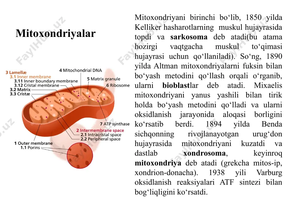 0 ta mitoxondriya bo‘ladi, u sitoplazma hajmini 20 % ini tashkil qiladi. jigar hujayrasining barcha mitoxondriyalari yuzasining maydoni uning plazmatik membranasinikidan 4-5 marta ko‘p. ovotsitlarda mitoxondriyalar juda ko‘p bo‘ladi, ularning soni 300mingta, gigantik amyoba chaos chaosda 500 mingta bo‘ladi. yashil o‘simliklarda, hayvon hujayralarinikidan ancha kam bo‘ladi, chunki ularning funksiyasini qisman xloroplastlar bajaradi. a close up picture of a mitochondrion mitoxondriyaning nozik tuzilishi elektron mikroskop yordamida yaxshi o‘rganildi. bu organoid tashqi tomonidan ikki qavat membrana bilan qoplangan. tashqi mitoxondrial membrana uni gialoplazmadan ajratib turadi. bu membrana odatda, silliq, qalinligi 7 nm atrofida bo‘ladi va boshqa membranali strukturalar bilan birikmaydi. tashqi membranani ichki membranadan kengligi 10-20 nm bo‘lgan membranalararo bo‘shliq ajratib turadi. ichki membrananing qalinligi ham tashqiniki bilan bir xil va uch qavatli tuzilishga (elementar membrana) ega. bu ikki membrana mitoxondriyaning qobig‘ini tashkil qiladi.. ichki membranadan mitoxondriyaning bo‘shlig‘i-matriksga yo‘nalgan o‘simtalar-taroqlar yoki kristlar chiqadi ular faqat ichki membrana bilan qoplangan (30 rasm). kristlar …
