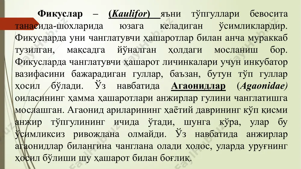 к муносабати ҳисобланади. фикуслар ёмғирли тропик ўрмонларда энг кўп тарқалган. бу ерларда ўсадиганлари биринчи йили эпифит ҳолда бўлиб, албатта ҳаво илдизларини ҳосил қилади. фикуслар орасида ярим хазонрезгили ва хазонрезгили дарахтлар ва унча катта бўлмаган чирмашувчи лианалари ҳам бор. фикуснинг ичи бўшлиқли юмалоқ ёки ноксимон тўп гули сиконий очиқ тусли бўлади ва у резавор мевага ўхшайди. гуллари сиконий ичида жойлашади. сиконийнинг юзага келиши шохланган икки жинсли тўпгулнинг шакл ўзгаришларидан, шингилнинг асос қисмининг қўшилиб ўсиши натижасида дастлаб сўтасимон, шарсимон ва кейинчалик уларда яссиланиши рўй берган. ундан кейин косасимон кўриниш ва ниҳоят сиконий юзага келган деб ҳисобланилади. тут (морус) хазонрезгили, оддий баргли, япроғи турлича шаклларда бўладиган шодасимон бир жинсли тўп гулли ўсимлик. гуллаб бўлганидан сўнг уруғчи гулининг гул қўрғони катталашиб, ривожланаётган уруғ тугунчани этдор тўқима билан қоплаб олади. натижада у этдор данакли мевага ўхшаб қолади. тутнинг меваси анча мазали қандлар (10 % дан кўпроқ) ва витаминларга бой. тут ипакчиликда катта аҳамиятга эга. тут, …