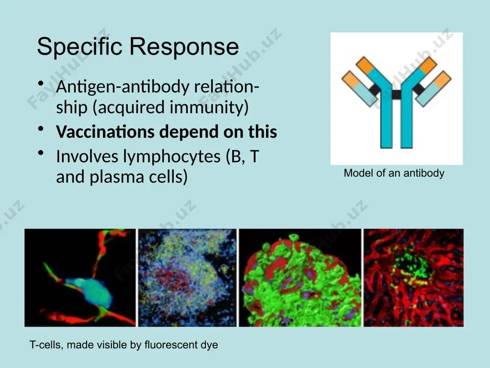 immune system functions - Page 5