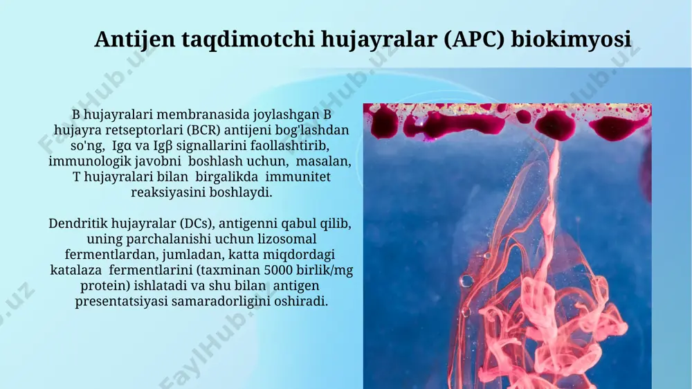 lan, teri osti to'qimasiga, migratsiyasini kuchaytiradi va hujayra yallig'lanishini 2-3 soat ichida qo'zg'atadi. limfa suyuqlig'ining biokimyoviy tarkibi limfa suyuqligida glyukoza miqdori qondagi glyukoza miqdoriga yaqin, taxminan 70-100 mg/dl atrofida boʻladi va bu energiya manbai sifatida hujayralar faoliyati uchun muhimdir. markaziy osiyo mamlakatlarida oʻtkazilgan tadqiqotlar bu koʻrsatkichni tasdiqlaydi. limfa suyuqligida elektrolitlar, jumladan natriy, kaliy, xlor va kaltsiy ionlari mavjud boʻlib, ularning konsentratsiyasi qon plazmasidagiga oʻxshash, ammo ba’zi farqlar mavjud, masalan, limfa suyuqligida natriy konsentratsiyasi biroz pastroq boʻlishi mumkin. e'tiboringiz uchun rahmat @taqdimot_robot image2.jpg image3.jpg image4.jpg image5.jpg image6.jpg image7.jpg image8.jpg image9.jpg image10.jpg image11.jpg image12.jpg image13.jpg image1.png