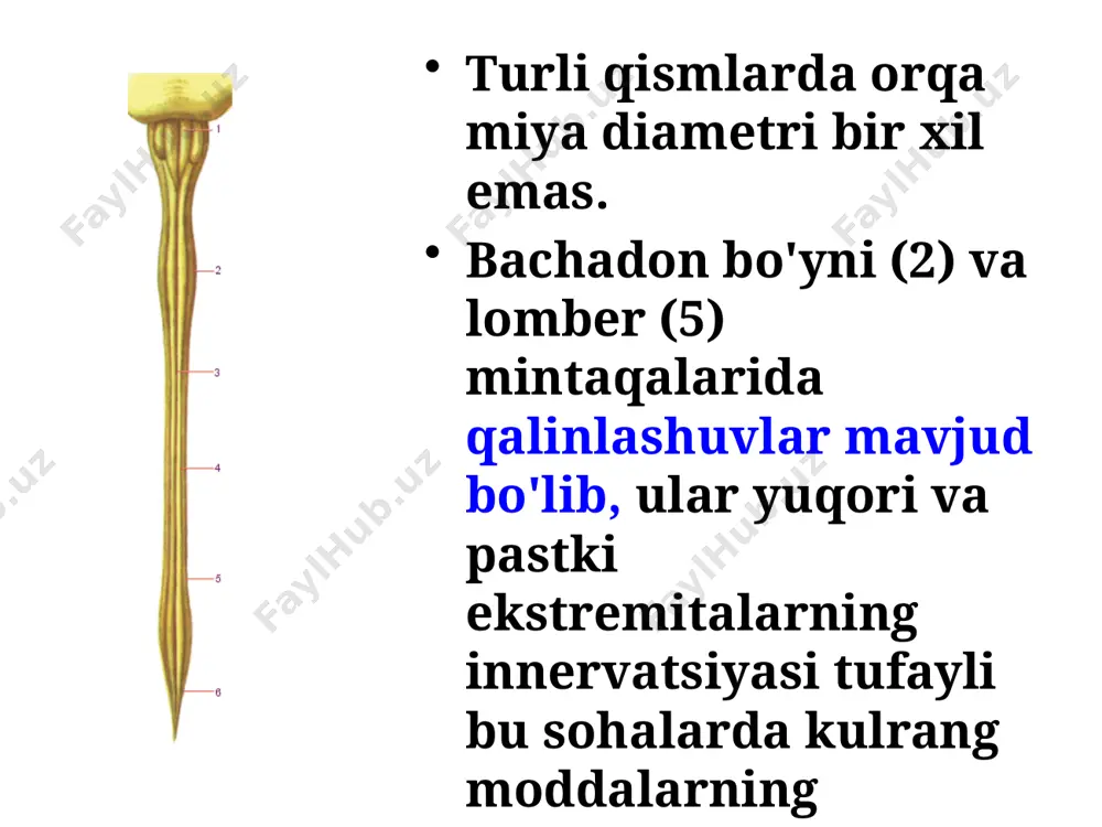 orqa miyaning fiziologiyasi - Page 4