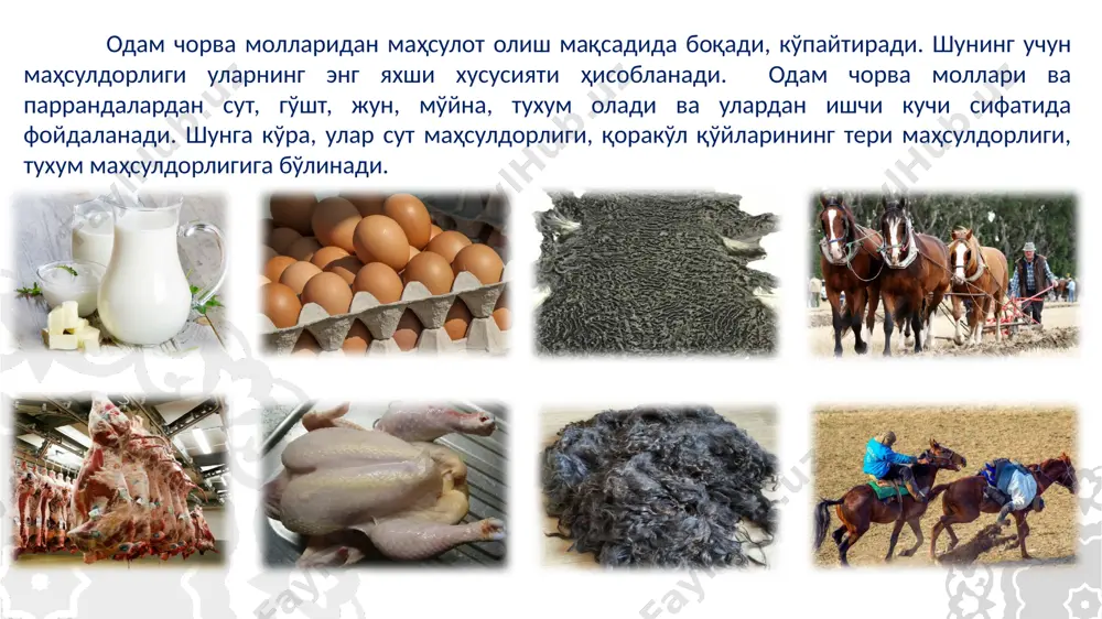 рларни сут маҳсулдорлиги бўйича баҳолашда қуйидаги кўрсаткичлари муҳим аҳамиятга эга бўлиб ҳисобланади. 1% ли сут миқдори. ўртача ёғ миқдори. сут ёғ чиқими. сутнинг зачёт массаси. лактация давомида 1% ли сут миқдори қуйидагича аниқланади. сигирнииг ҳар ойда берган сути ойлик сут ёғига кўпайтирилади. шу тарзда бутун лактация давомидаги 1% ли сут аниқланди ва умумийси қўшилади. базис ёғи вилоятлардаги режалаштирилган қорамол зотларидан келиб - чиқиб сут заводлари ушбу базис ёғи бўйича сутни қабул қилади. масалан: тошкент вилоятида ўртача базис ёғи 3,5% га тенг. сирдарё, жиззах, самарқанд вилоятларида 3,6% га, қолган вилоятларда 3,7% га тенг. сигирни соғиб олиш билан боғлиқ омиллар уч тактли 1 сигирга мўлжалланган сут соғиш аппарати «селе» уч тактли сут соғиш аппарати “карусел” сигирларнинг сут маҳсулдорлигига қуйидаги омиллар таъсир этади: а) зоти – уч турдаги зотлар мавжуд камсут, ўртача сутдор ва сутдор. б) ҳайвоннинг ирсияти – бир зотга мансуб сигирлар бир хилда сут бермайди, чунки уларнинг ирсий ҳусусиятлари хар ҳил. …