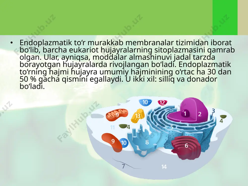 shira sifatida o‘ralib, kerakli joylarga uzatiladi yoki hujayraning hayot faoliyati uchun foydalaniladi. lizosomalar (yunoncha — “lizeo” — eritaman) uncha katta bo‘l magan yassi tanachalardir. dia metri 0,4 mkm bo‘lib, bir qavat membrana bilan o‘ralgan. ularning ichki qismi ozuqlarni parchalovchi fermentlar bilan to‘lgan. bu fermentlar oqsillar, karbon suvlar, nuklein kislotalar, yog‘lar va boshqa moddalarni parcha lash xususiyatiga ega. lizosomalar golji majmuasi dan yoki to‘g‘ridan to‘g‘ri en doplaz matik to‘rdan hosil bo‘li shi mumkin. mitoxondriya (yunoncha —“mitos” — ip va “xondro” — dona) bir va ko‘p hujayrali organizmlarning barcha eukariot hujayralarida mavjud. mitoxondriyalarning hayvon va o‘simlik olamida bunday keng tarqalishi ularni hujayrada muhim ahamiyatga ega ekanligidan darak beradi. mitoxondriyalar turli-tuman shakllarda: yumaloq, yassi, silindrsimon va hatto ipsimon ko‘rinishda ham uch raydi. mitoxondriyalar tarkibida dnk molekulasining mavjudligi ularning bo‘linish yo‘li bilan tezda ko‘payishiga imkon yaratadi. mitoxondriyalarda ikki qavat: tashqi va ichki membranalar mavjud. tashqi membrana silliq, ichkisi esa burmali bo‘lib, kristalar deb ataladi. …
