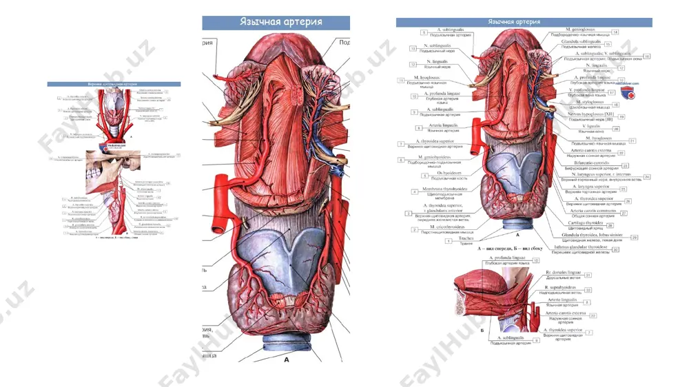 truncus brachiocephalicus - Page 3