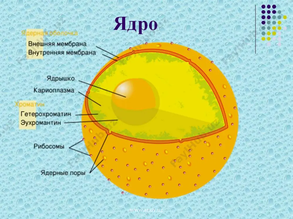 iz qilinadi. hujayra membranasi buzilsa u qaytadan tiklanish qobiliyatiga ega bo’ladi. yadro membranasi buzilsa barcha suyuklik sitoplazmaga tarkab kayta tiklanmaydi. yadroning muxiti rn sitoplazma rn idan yuqori bo’ladi. yadro quriq moddasining eng ko’p qismi oqsil (70-96%) va nuklein kislotadir. yadroda oqsillar, nuklein kislotalar, lipidlar. fermentlar va anorganik moddalar (r, k, sa, md) va boshqalar uchraydi. yadro tarkibida oddiy va murakkab oqsillar kiradi. www.arxiv.uz www.arxiv.uz oddiy oqsillar 2 xil asosli (gistonlar va protaminlar) va kislotali (globulinlar va oqsil qoldiqlari)ga bo’linadi. murakab oqsillarga oddiy oqsillarning nuklein kislota bilan birikmasi (nukleoproteidlar va nukleogistonlar) kiradi. yadro tarkibiga nukleoproteidlardan tashqari lipidlar kiradi. mineral moddalardan r, k, md uchraydi. asosli oqsillar ichida eng ko’p tarqalganlari gislotalardir. m: qushlar eritrositlarida yadroning salkam 40% ni gistonlar tashkil qiladi. gistonlarning molekulyar ogirligi 120000 gacha ekanligi aniqlangan. dnk yadroning asosiy ximiyaviy komponenti hisoblanadi. u xromosoma tarkibida uchraydi. dnk tufayli genetik informasiya nasldan – naslga utadi. asosli oqsillar yadro xromatidlari tarkibiga …