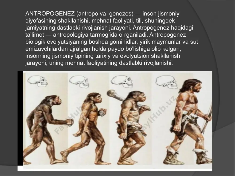 is yoki erta avstralopitek. 6-4 million yil oldin yashagan. uning birinchi qoldiqlari 1965 yilda keniyada topilgan. australopithecus afarensis 4-2,5 million yil avval yashagan. 1974 yilda frantsuz ekspeditsiyasi efiopiyada ayolning skeletini topdi. unga lyusi ismini berishdi. u 3,2 million yil oldin yashagan, 25 yoki 30 yoshida vafot etgan. australopithecus sediba 2,5-1 million yil avval yashagan. bu primatlar massiv shakllari va yaxshi rivojlangan jag'lari bilan ajralib turardi. dastlab janubiy afrikadagi malapa g'orida 2 ta skelet topilgan. bu o'smir va ayol. hammasi bo'lib bu skeletlarning 130 ta bo'lagi topilgan. chad shimolidagi cho'l erlarida, sahroi kabirning janubiy chekkasi yaqinida topilgan eng qadimgi hominidlardan birining qoldiqlari. 2001 yilda dyurab cho'lidagi toros-menella degan joydan 6-7 million yilga oid ajoyib saqlanib qolgan bosh suyagi topilgan. bosh suyagining yuz qismi juda ibtidoiy va nisbatan rivojlangan xususiyatlarni (xususan, juda zaif tishlarni) birlashtiradi va uning tishlari boshqa topilmalardan sezilarli darajada farq qiladi. miyaning kattaligi juda kichik (~ 350 sm3), bosh …