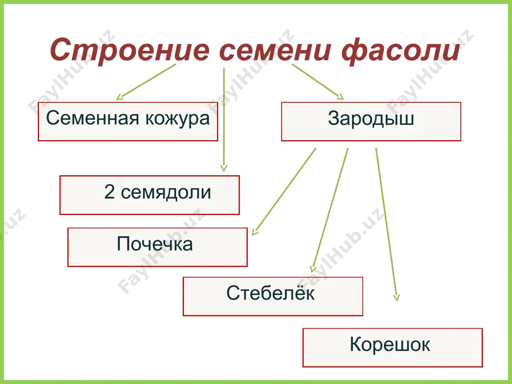 . http://img-fotki.yandex.ru/get/5305/val-pavlovna.16f/0_76ee9_915ddf5a_l 7. http://www.aferzone.com/files/catalog/bf39d3f.jpg 8. http://www.cambridge2000.com/gallery/images/p6027018.jpg 9. кузнецова в. и. уроки ботаники: пособие для учителя. – м.: просвещение, 1985.