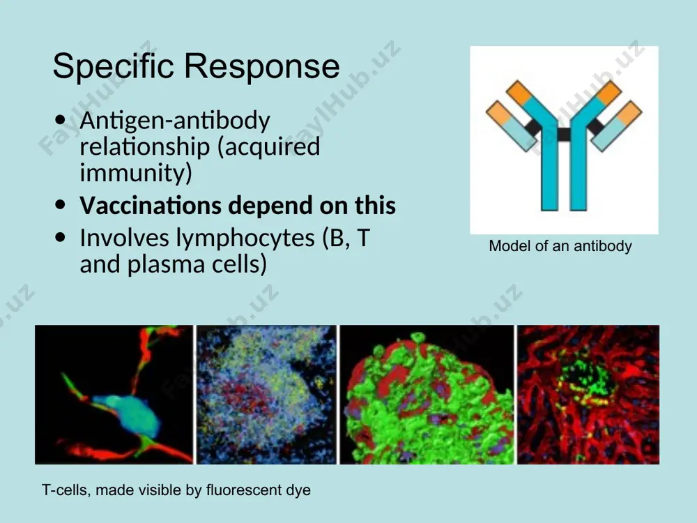 immune system basics - Page 5