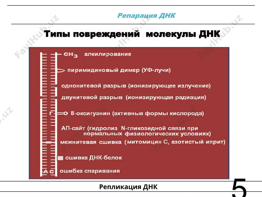 ом негомологичной последовательности днк. двунитевые разрывы днк могут возникать вследствие воздействия экзогенными факторами (ионизирующее излучение, химиотерапия), эндогенными факторами (свободные радикалы). двунитевые разрывы днк возникают запрограммированно во время профазы i мейоза, а также при созревании т- и b-лимфоцитов. двунитевой разрыв днк может также возникнуть в клетке, если репликационная вилка встретит какое-либо препятствие, например, в виде однонитевого разрыва днк. филадельфийская хромосома первой описанной структурной геномной перестройкой в соматических клетках, которая вызывает онкологическое заболевание, является так называемая филадельфийская хромосома, которая согласно международной цитогенетической номенклатуре человека имеет собственное обозначение — ph. эта хромосома была названа в честь города в сша, где работали её первооткрыватели п. новелл и д. хангерфорд, сообщившие в 1960 г. о необычной маленькой хромосоме в лейкоцитах двух больных хроническим миелолейкозом. сейчас известно, что филадельфийская хромосома возникает вследствие реципрокной транслокации между хромосомами 9 и 22, и эта мутация вызывает 95 % случаев хронического миелолейкоза. делеция делеции (от лат. deletio — уничтожение) — …