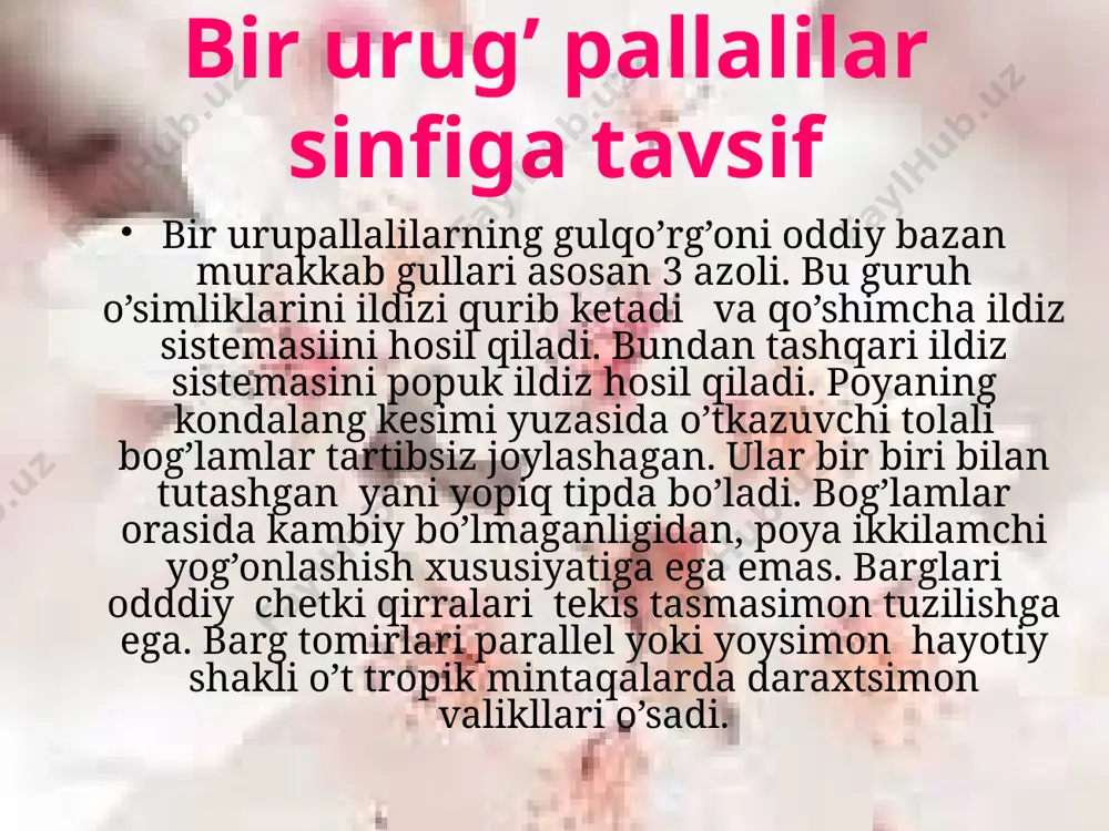 i holda uchramaydigan o’simlikdir . bo’yi 40m ga,diametri 30smga yetadigan ildizpoyali tanasi yogochlashgan bogimli, barglari qisqa bandli, yassi, nashtarsimon o’simlaiklar oilasidir. guli 2 jinsli changchisi 3-6ta urug’chisi 1ta mevasi yong’oqchasimon bo’ladi eng uzun bambuk bambusa dendrocalamisdir. solabnamolar-orchidales bu oilaga ildizpoyali , tugunak ko’p yillik o’simliklar kiradi. poyasi serbarg bargi oddiy nashtarsimon, guli 2 jinli pushti-qizil binafsha ranglarda bo’ladi. o’zbda 5 turkumi (eulophia, yepiractiv, orchis , listera, jeuxine ) bor. changchisi 1ta mevasi ko’ p urugli quruq ko’sakcha botqoq yerlarda soy va daryolarda o’sadi.750 turkum 25000 tur kiradi chuchmomadoshlar poyasi serbarg , guli binafsharang shingilsimon gulqorg’onchabarglari6ta changchisi 6ta 1 turkum 4-5 turdan iborat, falastin va eon –turonda tarqalgan o’simliklardir . tatar chuchmomasi(ixioliron tatarichum ) eng yirik vakilidir.uning poyasi tuksiz bo’yi 15-80 sm,aprelda gullab iyunda urug beradigan ekinlar orasida uchraydigan o’simlikdir palmadoshlar bu oila vakillari daraxtsimon butasimon, o’simliklardir. poyalari tog’ri yog’onlashgan shoxlanmagan bo’yi 40 smdiametri 1 m qo’shimcha ildizlari ko’p barg bandi …