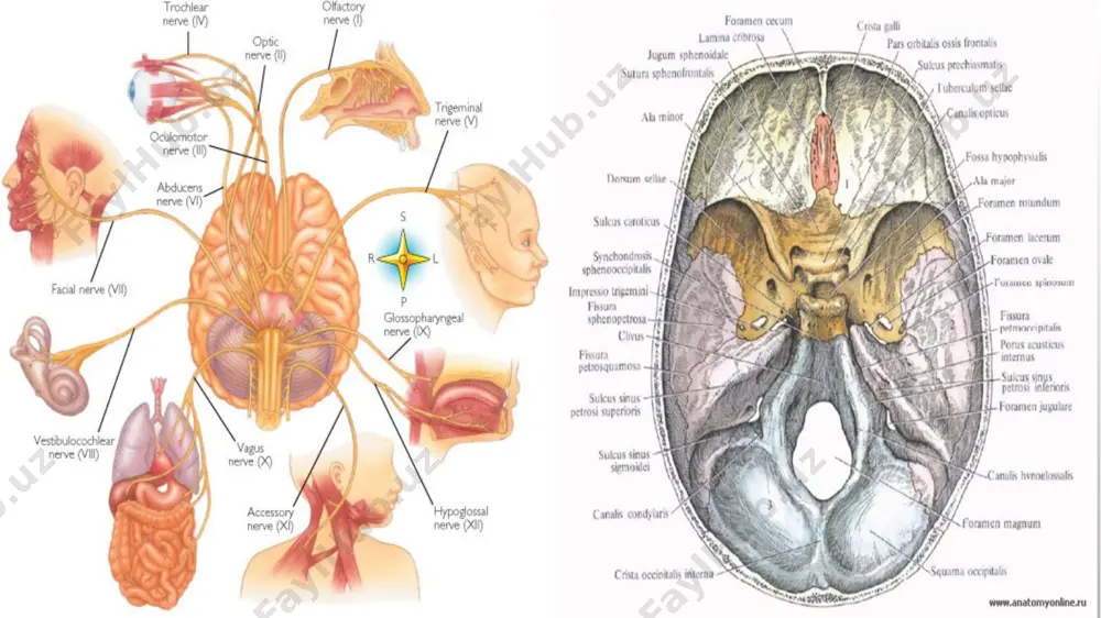qism – pars mastoidea bu qismlar tashqi eshituv yo’li – meatus acusticus externus atrofida joylashgan. pars squamosa tashqi yuzasida yonoq suyagi bilan birlashadigan o’simta – processus zygomaticus joylashgan. pastki jag’ bilan bo’g’im hosil qiladigan chuqurcha- fossa mandibularis, oldingi tomonida bo’g’im do’mbog’i – tuberculum articulare joylashgan. pars tympanica nog’ora qismida tashqi eshituv teshigi – porus acusticus externus tashqi eshituv yo’li – meatus acusticus externus ga davom etadi. pars petrosa 3tomonli piramida shakliga ega. facies anterior facies posterior facies inferior pastki yuzasida bo’rtib turgan tepalik – eminentia arcuata bo’ladi. bu tepalikning oldida 2ta toshsimon nervlarning egati – sulcus n. petrosa majoris va sulcus n. petrosa minoris bo’ladi. tepalikdan lateral sohada tom qismi – tegmen tympani joylashgan. orqa yuzasida ichki eshituv yo’li – meatus acusticus internus joylashgan. pars mastoidea so’rg’ichsimon o’simtada foramen mastoideum teshigi bo’ladi. bo’yinturuq chuqurchasi – fossa jugularis joylashgan. bu chuqurcha ensa suyagidagi xuddi shunday chuqurcha bilan birlashib bo’yinturuq chuqurchasi – …