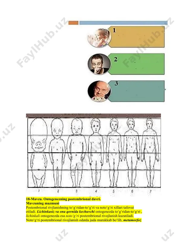 digan ekdizon gormoni orqali boshqariladi. amfibiyalardagi metamorfoz esa qalqonsimon bez gormonlari (tiroksin) yordamida amalga oshadi. odamning postehmbrional ontogenezini quyidagi davrlarga bo‘lib o‘rganiladi: 1.yuvenil davri (balog‘atga yetguncha bo‘lgan davr). 2.yetuklik, yoki pubertat davri (yetuk, balog‘atga yetgan davr). 3. qarilik davri. odam ontogenezning davrlarga bo‘linishi ayrim sistemalar: suyak, nerv, jinsiy sistemalarning shakllanishi, o'sishi, takomillashuvi bilan bog‘liqdir. odamda hayvonot olami vakillaridan farqli o‘laroq yuvenil davri birmuncha uzoqroq kechadi. chunki odam bu davrda faqat morfologik jihatdangina takomillashmasdan, shaxs shakllanishi, ijtimoiy muhitga moslashish kabi holatlarni ham boshidan kechiradi. yuvenil davrda asosiy o‘zgarishlar: 1.o‘sish. 2.tana qismlari o‘zaro proporsiyalari (mutanosibligi) o‘zgarishlari (36-rasm). 3.to‘qimalar, a’zolar funksiyalarining yetuk organizmga xos rejimga asta-sekin o‘tib borishi. o'sish jarayonida hujayralar proliferatsiyasi va differensiatsiyalashishi, hujayralar poliploidlashishi, hujayralar orasidagi moddalar ortishi kuzatiladi. eng jadal o‘sish bolaning birinchi yoshi davomida kuzatiladi, bo’yi 20-25 sm ga o‘sib, og‘irligi 3 marta oshadi. keyin o‘sish jadalligi asta-sekin kamayib boradi va jinsiy balog‘atga yetish davrida yana keskin tezlashadi (pubertat …