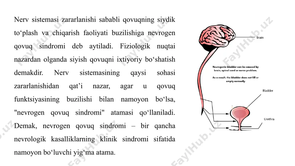 oendokrin kasalliklar, travmatik jarohatlar. bosh miya katta yarim sharlari po‘stlog‘i va po‘stlog‘osti tuzilmalari kasalliklari – paratsentral soha o‘smasi va jarohatlari, oldingi biriktiruvchi arteriya anevrizmasi, diffuz kechuvchi kortikal atrofiyalar (alsxaymer kasalligi, pik kasalligi, senil dementsiya, oligofreniya), parkinsonizm, psixoorganik sindromlar, epileptik xurujlar, toksik va metabolik entsefalopatiyalar, og‘ir gidrotsefaliya, ikki tomonlama insultlar va h.k. klinikasi. qovuqda siydik to‘planishi va chiqarilishining turli xil buzilishlari mavjud. ularning qay tarzda namoyon bo‘lishi patologik jarayonning qaysi sohada joylashganligiga ko‘p jihatdan bog‘liq. to‘satdan paydo bo‘lgan spinal patologiyalarda (spinal insult, travma, o‘tkir mi­elit) orqa miyaning qaysi sohasi zararlanishidan qat’i nazar, siydik tutilishi rivojlanadi. spinal shok (diashiz) vujudga kelishi bilan kechadigan ushbu urgent holatda muskullar atoniyasi, arefleksiya va aneste­ziya ham kuzatiladi. siydik tutilishi bosh miya zararlanishlarida ham uchraydi. paratsentral soha o‘smasi yoki travmatik jarohatlarda esa siy­dik tutilishi va oyoqlarda spastik paraparez paydo bo‘ladi. bu holat xuddi orqa miya ko‘krak segmentlarining ko‘ndalang zararlanishini eslatadi. qovuqning siydikka to‘planishiga nisbatan reaktsiyasiga qarab, quyidagi …