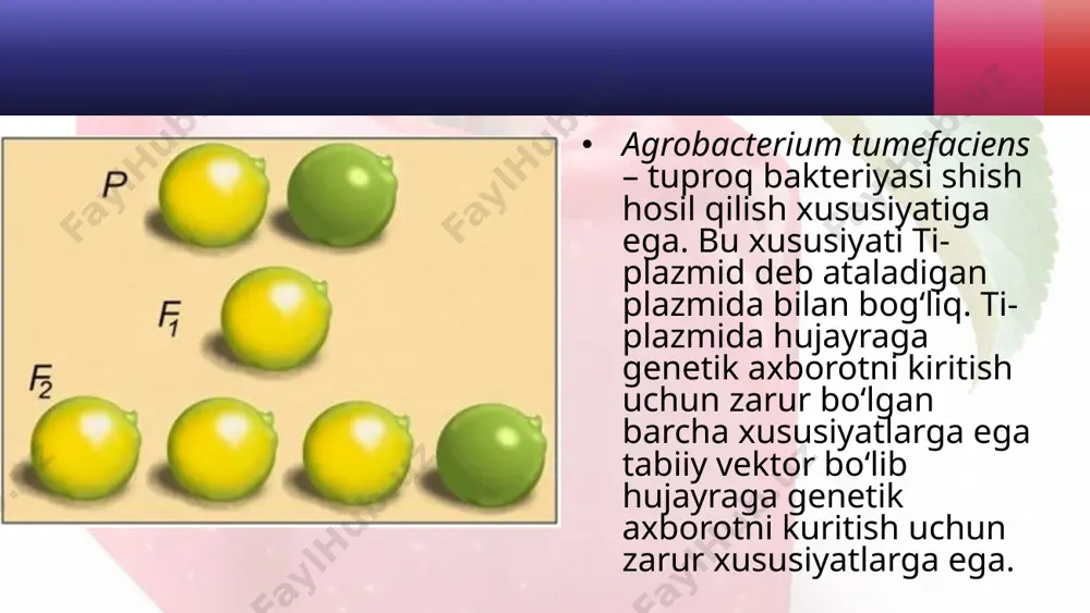 gen muhandisligiga asoslanib o‘simlik irsiyatini o‘zgartirish. 10 - sinf - Page 5
