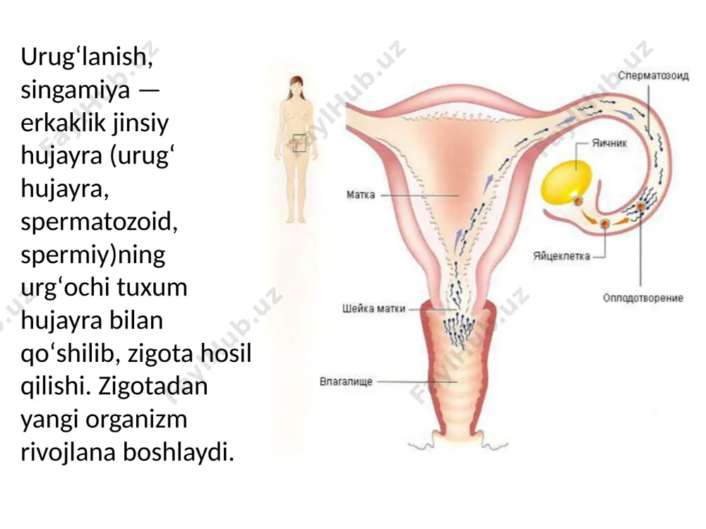 ujayra bo`linishidan shu bilan farq qiladiki, bu jarayonda hujayralar faqatgina bo`linadi, lekin o`smaydi. buning natijasida ularning umumiy hajmi zigota hajmidan katta bo`lmay, ko`p hujayralardan tashkil topgan maydalangan shar hosil bo`ladi. maydalanayotgan bu hujayralar blastomerlar deb ataladi (yunon. blastos - kurtak, meros - bo`-lak). maydalanish maydalanish egatlari hosil bo`lishi bilan boshlanadi. maydalanish egatining 4 turi tafovut qilinadi: 1) meridional egat - zigotaning meridional chizig`idan o`tadi; 2) ekvatorial egat zigotaning ekvator chizig`idan o`tadi; 3) longitudinal egat - zigotaning ekvatoriga parallel o`tadi; 4) tangentsial egat - tangentsial yo`nalishda o`tadi. zigotaning maydalanish jarayoni tuxum hujayraning sitoplazmasidagi oziqa miqdoriga bog`liq, negaki, oziqa moddaning ko`pligi maydalanishni qiyinlashtiradi yoki unga qarshilik ko`rsatadi. shunga ko`ra umurtqali hayvonlarda tuxum hujayra maydalanishining 2 turi farqlanadi. goloblastik yoki to`liq maydalanish. bunda tuxumning hammasi maydalanadi va maydalanish egati ham animal, ham vegetativ qutblardan o`tadi. goloblastik maydalanish o`z navbatida 2 turga bo`linadi: a) to`liq, tekis maydalanish. bunday maydalanish natijasida hosil bo`layotgan blastomerlarning hammasi …
