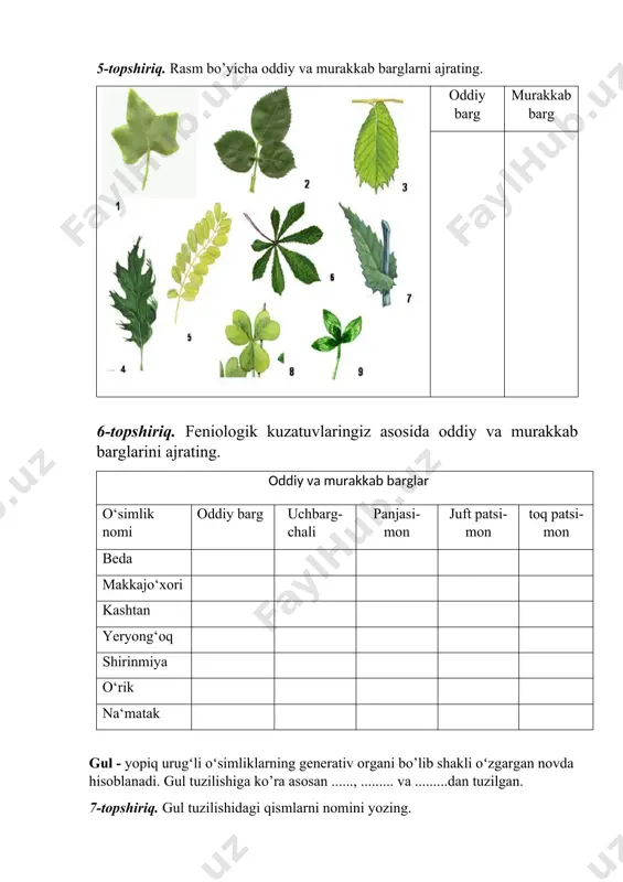 o’simlik organlarining tuzilishi - Page 4