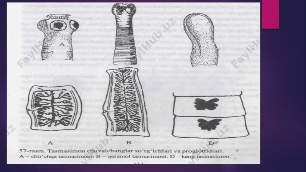 000 tagacha) bo‘g‘imlarga bo‘lingan, hazm qilish organlari rivojlanmagan. chuvalchang odam ichagida hazm bo‘la boshlagan oziqni tana yuzasi orqali shimib oladi. jinsiy sistemasi, ko‘payishi va rivojlanishi. jinsiy organlari tanasining hamma bo‘g‘imlarida ko‘p marta takrorlanib tura­di. har bir bo‘g‘imda bir juft tuxumdon, bitta bachadon va juda ko‘p urug‘donlar bo‘ladi. bachadoni tuxumlarga to‘lgach, bir necha bo‘g‘imlari tananing keyingi qismidan uzilib, ichak bo‘shlig‘iga tushadi va axlat bilan tashqi muhitga chiqib ketadi. tuxumlari yem-xashak yoki suv orqali qoramollarga yuqadi (20- rasm). tuxumdan chiqqan lichinkalar ichak devori orqali qonga o‘tadi va qon orqali jigar, muskul va boshqa organlarga borib o‘rnashib qoladi ko’payishi qoramol solityori germafrodit. erkaklik jinsiy organlari har bir bо‘g‘imda parenxima tо‘qimasi urug‘ kanalchasi boshlanib, oxirida bitta umumiy urug‘ yо‘li orqali tashqariga chiqadi. urug‘ yо‘li bir qancha burmalar tashkil qilib, proglottidning yon tomonida sirrus qopchig‘i ichiga joylashgan qо‘shilish organi sirrusga kelib tutashadi. urg‘ochilik jinsiy organlari proglottidning pastki qismida joylashgan bir juft tuxumdondan boshlanadi. tuxumdon bо‘laklari …