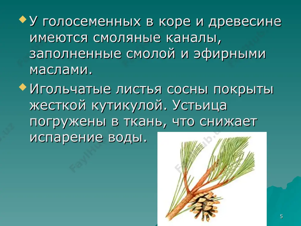 голосеменные - Page 5