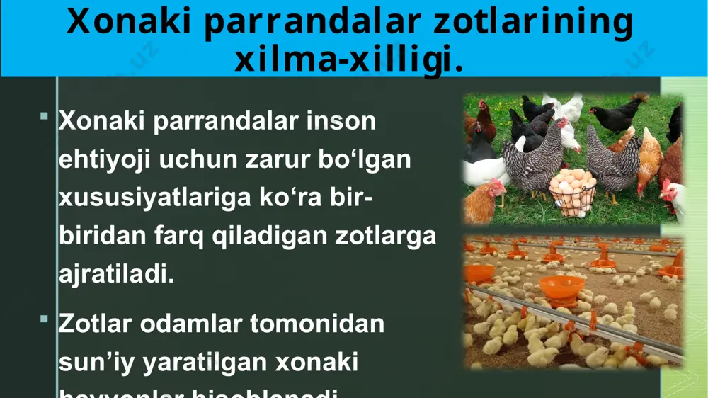 gi mahalliy xalqlar qo‘lga o‘rgatishgan; xvi asrda yevropaga olib kelingan; kurka xonakilashtirilgan parrandalar orasida eng yirigi bo‘lib, vazni 16 kg ga boradi. z parrandachilik sanoati. o‘zbekistonda aholini parrandachilik mahsulotlari bilan ta’minlash uchun parrandachilik fabrikalari va naslchilik zavodlari tashkil etilgan; fabrikalarda ishlab chiqarish jarayonlari mexanizatsiyalashtirilgan; z z har bir fabrikada nasl beruvchi (erkak va urg‘ochi); tuxum qiluvchi parrandalar; jo‘ja ochirish (inkubatsiya) sexlari; tuxum va go‘sht ishlab chiqarish; chiqindilarga ishlov berish sexlari go‘sht yetishtiriladigan fabrikalarda go‘sht uchun boqiladigan, ya’ni jo‘jalar (broylerlar) o‘stiriladigan sex ham bo‘ladi; sexda jo‘jalar og‘irligi 1,4-1,5 kg ga yetguncha 60-70 kun boqiladi; broyler go‘shti yumshoq va mazali, yog‘i kam bo‘ladi. z fabrikalarida tovuqlar maxsus kataklarda asraladi; oziq ifloslanmasligi uchun donxo‘rak va suvdon katakdan tashqarida joylashgan novga qo‘yiladi; maxsus apparatlar sexda harorat, namlik va kun uzunligini boshqarib turadi; qishda bino sun’iy yoritiladi, kun uzayganida tovuqlar ko‘proq tuxum qiladi; jo‘jalar maxsus inkubatorlarda ochiriladi. z e’tiboringiz uchun rahmat! image4.png image5.png image6.png image12.png …