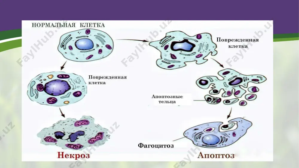 apoptoz haqida - Page 3