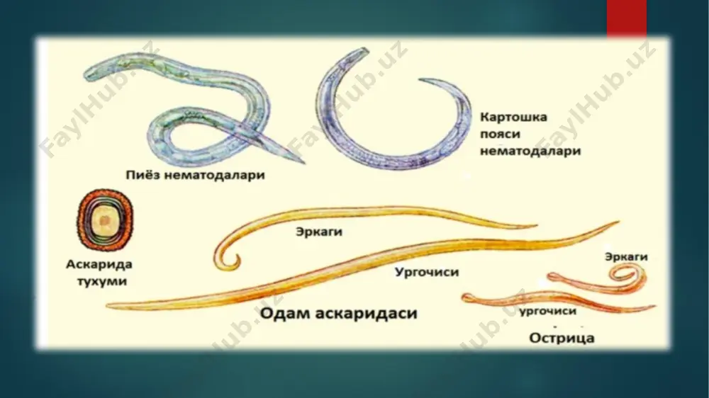 b bular orasidagi gipoderma yoʻgʻonlashib, tanasining ikki yonidan past devorchaga oʻxshab ( gipoderma valigi) tana kovagining ichiga bir oz chiqib turadi. ostritsa (enterobius vermicularis). ostritsa hamma yerda tarqalgan odam pariziti boʻlib, enterobioz kasalligini qoʻzgʻatuvchisidir. koʻproq bolalarda uchraydi. morfologik tuzilishi. ostritsa kichkina chuvalchang boʻlib, urgʻochisining uzunligi 10-12 mm. erkaginiki esa 2 mm dan 5 mm gacha boʻladi. tanasi duksimon boʻlib, bosh tomoni qavarib chiqqan va kengaygan kutikula - vezikula bilan oʻralgan. tanasining orqa tomoni erkagida spiralga oʻxshab egilgan boʻlib, bitta spikulasi bor, urgʻochisida esa tugʻri bigizsimon koʻrinishda uchlanib ketgan. ogʻzi uchta lab bilan oʻralgan. qiziloʻngach sharsimon kengaymada - bulbusda tugaydi. bulbusda kutikulali chaynash plastinkalari boʻladi. ozuqa moddalar oʻrta ichakka oʻtib, keyin soʻriladi. hazm boʻlmagan moddalar orqa ichakdan anal teshigi orqali tashqariga chiqib ketadi. ostritsada qon aylanish va nafas olish tizimlari boʻlmaydi. nerv va siydik ajratish tizimlari tuzilishi jihatidan askaridanikiga oʻxshaydi. ostritsalar ham ayrim jinsli nematodlardir, ularning jinsiy tizimi naysimon boʻlib, askaridanikiga …