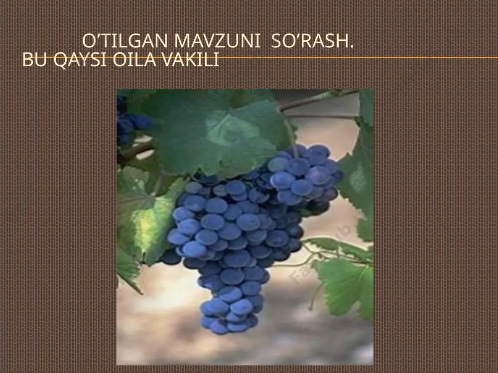 qovoqdoshlar oilasi - Page 4