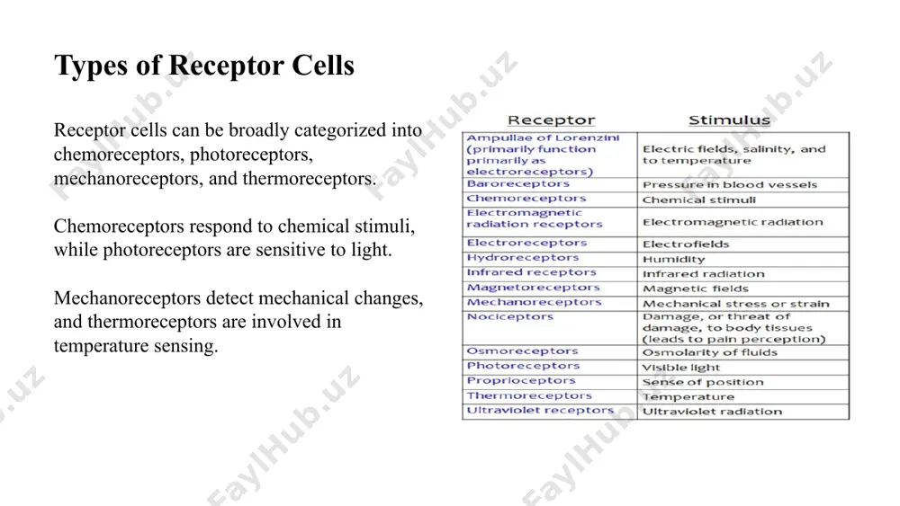 receptor cells - Page 4