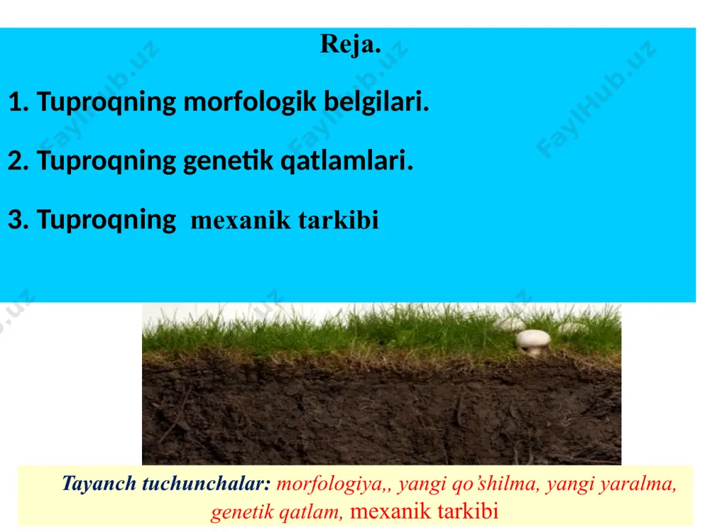 yaralmalari donodorligi joylashishi yangi qo’shilmalari tuproq rangi tuproqning rangi asosiy morfologik ko‘rsatkichlardan hisoblanadi. tuproq qora, to‘q-kashtan, kashtan, och-kashtan, jigarrang, qizil, to‘q-qo‘ng‘ir, och-qo‘ng‘ir, to‘q bo‘z, bo‘z, och-bo‘z, sariq, oqish va oq ranglarga bo‘linadi. tuproq donadorligi deganda uning qattiq qismining makroagregat tuzilishi tushuniladi. tuproq agregatlari mayda zarrachalarning bir-biri bilan birlashishi (yopishishi) natijasida (1 mm dan 10 mm gacha) donadorlik shakllanadi. donadorlik makroagregatlarning kattaligi va shakliga qarab quyidagilarga bo‘linadi: - mikrodonadorlik - zarrachalar diametri 0,25 mm dan kichik; - makrodonadorlik - zarrachalar diametri 0,25 mm dan 10 mm gacha; - megadonadorlik – zarrachalar diametri 10 mm dan katta. tuproqning morfologik belgilari tuproq donadorligi o‘zgaruvchan ko‘rsatkich bo‘lib, agrotexnik tadbirlarni o‘z vaqtida va sifatli o‘tkazish, dehqonchilik madaniyatining holati bilan chambarchas bog‘liq bo‘ladi. tuproqning joylashishi – qatlamdagi g‘ovaklik va zichlikning tashqi ko‘rinishini ifodalaydi. tuproq qatlami juda zich, zichlangan, g‘ovakroq, g‘ovak va sochilma bo‘ladi. tuproq hosil bo‘lish jarayoniga aloqasi bo‘lmagan, sirtidan qo‘shilib qolgan mineral, tog‘ jinsi parchasi, …