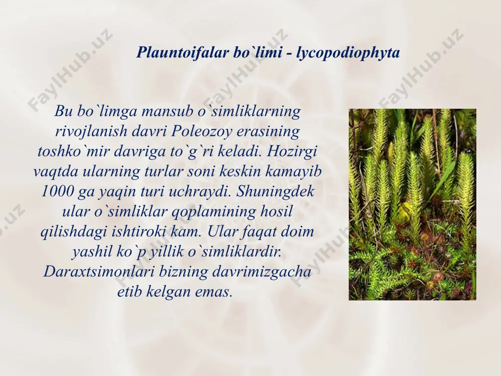 vonga to`g`ri keladi. ularning qoldiqlari toshko`mir konlarini hosil qilishda muhim ahamiyatga ega. sinfning o`ziga xos hususiyatlaridan biri, bu teng sporalilikdir. asteroksilonnamalar qabilasi – asteroxylonales bular plaunlar orasida eng qadimgi va soddasi hisoblanadi. asteroksilonlar dastlab riniyatoifalar bo`limiga taalluqli deb qarab kelingan. ammo ularni mayda bigizsimon barglarini bo`lishi, poyaning ichki tuzilishi sifonostel tipdaligi, ildizga o`xshash o`simtalarni hosil bo`lishi plaunsimonlarga yaqinligidan darak beradi. ular bitta oila, ikkita turkumdan iborat. har ikkala turkum ham bundan 400 mln. yil ilgari qo`rib yuqolib ketgan. faqat ularni qoldiqlari devon davrining o`rta qatlamlaridan shotlandiya, frg, xitoy, avstraliya va boshqa joylardan topilgan. protolepidodendronamolar qabilasi – protolepidodendrales bular ham qazilma holda uchraydigan o`simliklardir. ularning qoldiqlari devon va silur davrlaridan topilgan. bu o`simliklarning bo`yi 25-40 smga etadigan o`tlar bo`lib, barglari poyada ketma-ket joylashgan. barglari to`kilganda poyada izlar qoldirgan. likopodiumnamolar qabilasi – lycopodiales bu qabila vakillari o`rmonlarda zax va soya joylarda uchraydi. hozirgi vaqtda ular keng tarqalgan, tanasi to`liq qismlarga ajralgan, ko`p …