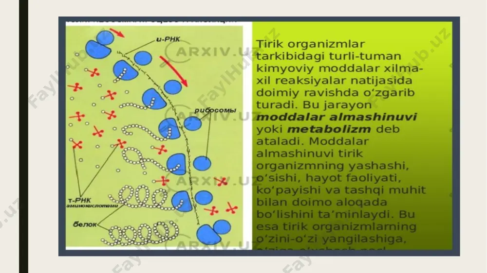 hujayrada kechadigan moddalar almashinuvi. atp energiyasi - Page 4