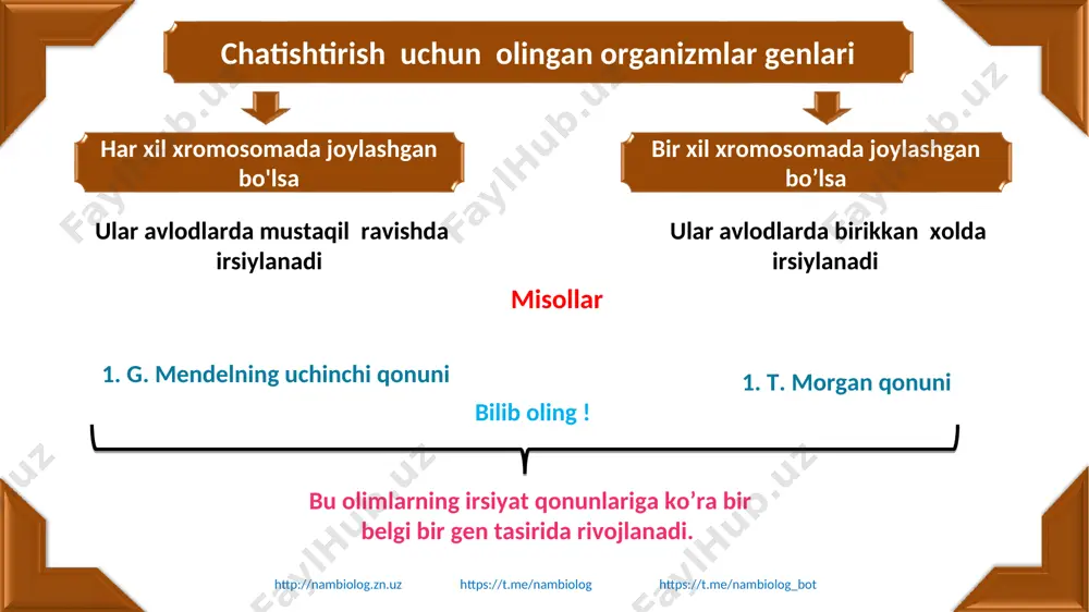 otli tahliliy chatishtirish o‘tkazishda digeterozigota (kulrang tanali va normal qanotli) urg‘ochi pashshalarni retsessiv belgili qoramtir tanali va kalta qanotli erkak pashshalar bilan chatishtiramiz. http://nambiolog.zn.uz https://t.me/nambiolog https://t.me/nambiolog_bot http://nambiolog.zn.uz https://t.me/nambiolog https://t.me/nambiolog_bot lekin morganning olib borgan tajribalarida esa butunlay boshqacha natija olingan. bu misolda bekross chatishtirishda diduragaydagi kabi to‘rtta emas, balki ikkita genotipik guruh ajralib chiqdi. ulardan biri kulrang tanali normal qanotli, ikkinchisi esa qora tanali kalta qanotli edi. nisbat 1:1 bo‘ldi. bu a-b va a-b genlari birikkan holda irsiylanishidan dalolat edi. bunday irsiylanish to‘liq birikkan holda irsiylanish hisoblanadi. bu dalillarga asoslanib, morgan birikkan holda irsiylanish qonunini kashf etdi. morgan va uning shogirdlari bir xromosomada joylashgan genlar ba’zan bir-biridan ajralgan holda irsiylanishlari mumkin ekanligini ham isbotladilar. buning sababi gomologik xromosomalardagi birikkan genlar meyoz jarayonida krossingover tufayli ayrim qismlari bilan o‘zaro almashinuvidir. ularni krossingoverga uchragan gametalar deyiladi. chunki gomologik xromosomalar o‘xshash uchastkalari bilan almashinuv natijasida xromosomalar strukturaviy qayta tuzilgan bo‘lib, ularda birikkan genlar krossingover …