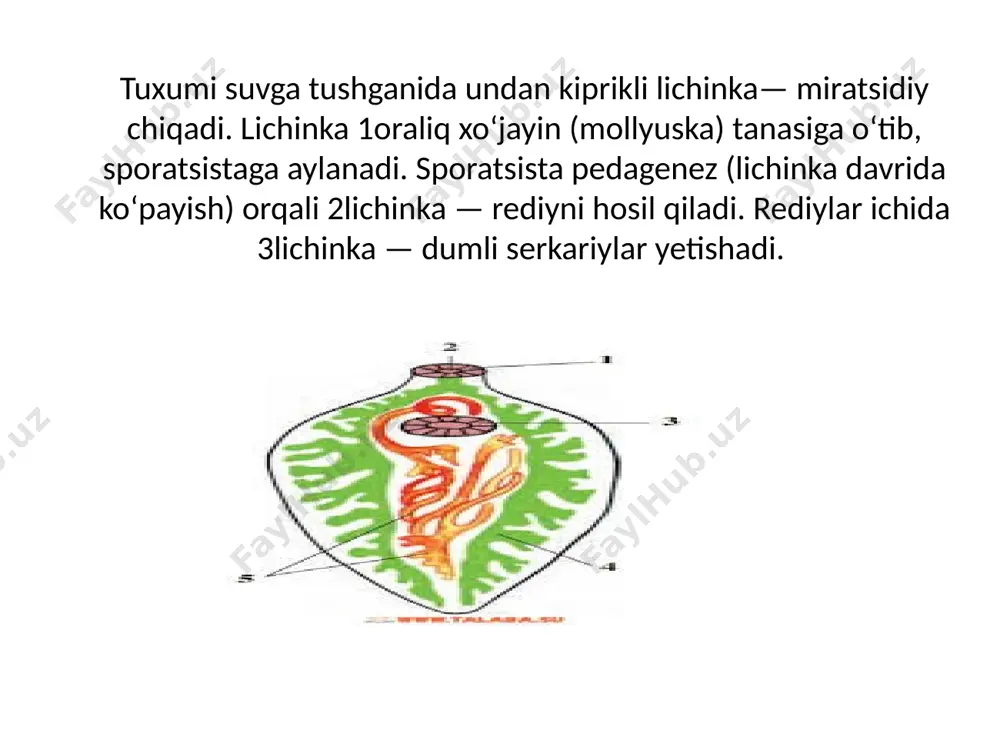 soʻrgʻichlar haqida ma'lumotlar - Page 4