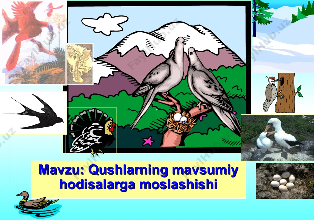 ) ichak, oshqozon, jinsiy bezlar; b) ichak, jinsiy bezlar, siydik; d) siydik, o't, jinsiy bezlar. 2. qushlar bosh miyasining: a) oldingi qismi va miyachasi kuchli rivojlangan; b) o'rta miya va miyachasi yaxshi rivojlangan; d) yarimsharlari va miyachasi kam rivojlangan. 1. kakku o'z tuxumini: ; a) kosasimon uyasiga qo'yadi; b) daraxt kovagidagi uyasiga qo'yadi; d) boshqa qushlar uyasiga tashlab ketadi. 2. ko'payish usuliga binoan qushlar guruhlari: a) jish bola ochuvchi va jo'ja ochuvchi qushlar; b) tuxum bosuvchi, jish bola ochuvchi qushlar; d) tuxum bosuvchi va jo'ja ochuvchi qushlar. ib, 2a. id, 2a. “sherigini top” metodi. qushlar nomi bilan ular uya quradigan joylar nomini juftlab yozing. a) laylak; 1) daraxtlar shoxi; b) qizilishton; 2) binolar peshtoqi; d) qaldirg'och; 3) yer yuzasi; e) kakku; 4) daraxtlar kovagi; f) qirg'ovul. 5) uya qurmaydi. o`troq qushlar yil davomida bir joyda yashaydigan qushlar o`troq qushlar sanaladi kaklik ko`k kaptar chittak qirg`ovul musicha so`fito`rg`ay chumchuq mayna yangi …