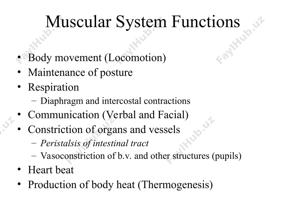 a few muscle fibers innervated in each group impulse spreads through gap junction and contracts as a unit often autorhythmic multiunit: cells or groups of cells act as independent units arrector pili of skin and iris of eye * smooth muscle cell smooth muscle contraction: mechanism smooth muscle relaxation: mechanism comparison of role of calcium in bringing about contraction in smooth muscle and skeletal muscle * contraction-relaxation – myosin based regulation ca2+ ca2+ calmodulin mlck relaxation contraction mlcp mlck, myosin light chain kinase mlcp, myosin light chain phosphatase important points: initiated by calcium calcium binds to calmodulin (instead of troponin as in skm) ca-calmodulin-mlck complex leads to phosphorylation of mlc (requires 1 atp) mlc is part of myosin head phosphorylated myosin head binds to actin and power stroke occurs automatically a second atp is required to release myosin head from actin cross-bridge cycling requires both mlck and mlcp mlc active …
