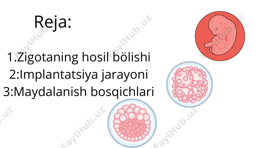 bo‘linib, embrion hosil bo‘ladi. zigotaning ahamiyati u yangi organizmning dastlabki hujayrasi hisoblanadi. zigotada ota-onadan o‘tgan irsiy ma’lumotlar mujassamlangan bo‘ladi. u organizmning keyingi rivojlanishi va differensiallanish jarayonining boshlang‘ich nuqtasidir. bu jarayon barcha jinsiy ko‘payuvchi organizmlarda – hayvonlar, o‘simliklar va zamburug‘larda sodir bo‘ladi. implantatsiya—bu urug‘langan tuxum hujayraning (zigotaning) bachadon devoriga yopishib, rivojlana boshlash jarayoni. turli hayvonlarda implantatsiyaning turlari farqlanadi. quyida asosiy implantatsiya tiplari keltirilgan: 1. yuzaki (sirtqi) implantatsiya zigota bachadonning shilliq qavati (endometriy) ustida joylashadi va uning ichiga chuqur kirmaydi. misol: otlarda, cho‘chqalarda, idishlarda kuzatiladi. 2. yarim implantatsiya zigota bachadon devoriga qisman botadi, lekin to‘liq ichiga kirmaydi. misol: ba’zi kemiruvchilarda va qo‘ylarda uchraydi. 3. interstisial (chuqur) implantatsiya zigota bachadon shilliq qavatining ichiga to‘liq botadi va u yerda rivojlanadi. misol: inson, it, mushuk, kemiruvchilar kabi ko‘pgina yuqori rivojlangan sutemizuvchilarda uchraydi. implantatsiya jarayoni hayvonning turiga qarab farq qiladi va uning homiladorlik fiziologiyasi bilan chambarchas bog‘liq. implantatsiya turlicha bo‘lishi mumkin va u joylashishiga qarab uch …