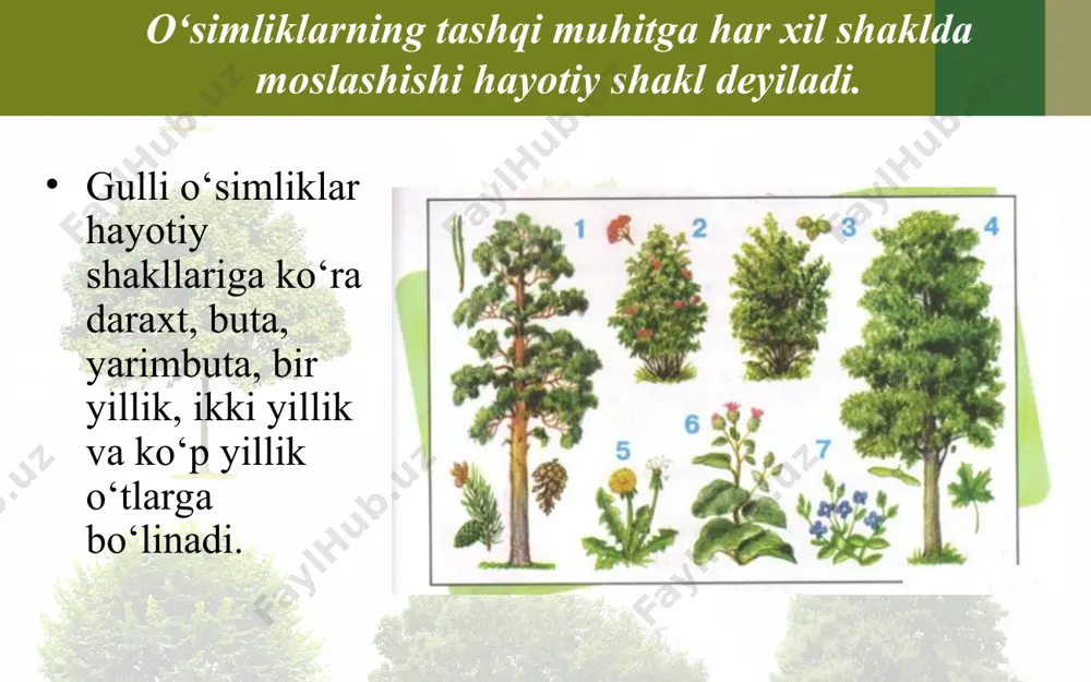 ko‘p yillik o‘tlar, ayniqsa, tog‘larda keng tarqalgan. ikki yillik o‘tlar – urug‘ dan ko‘karib chiqib, birinchi yili yer yuzida, asosan, barg (to‘pbarg) hosil qiladigan, ildizi va barglarid a oziq modd alar to‘p laydigan o‘simliklar. ular ikkinchi yili poyachi qaradi va gullab, meva tugadi. bularga lavlagi, sabzi, sholg‘om, sigirquyruq va boshqalar kiradi lavlagi bir yillik o‘tlar nihoyatda xilma-xil bo‘lib, ular bir yil ichida o‘sadi, gullaydi va meva (urug‘) tugib, o‘z hayotini tugatadi. o‘zbekistonda uchraydigan o‘simliklarning yarmidan ko‘prog‘ini bir yillik o‘simliklar tashkil etadi. ularga oq sho‘ra, jag‘jag‘, machin, qora ituzum, baliqko‘z va boshqalar kiradi. ageratum qishloq xo‘jaligida o‘stiriladigan madaniy o‘simliklarning juda ko‘pchiligi bir yillik o‘simliklardir. bularga g‘o‘za, bug‘doy, arpa, zig‘ir, yeryong‘oq, mosh, no‘xat, sholi, pomidor, qalampir, qovun, tarvuz, rayhon va boshqalar kiradi. bir yillik o‘tlar orasida juda mayda, yer yuzidan 5–20 sm ko‘tarilib o‘sadigan momaqaldirmoq, qo‘ytikan kabilarni, bo‘yi 1 m ga yetadigan va, hatto, undan ham oshadigan kanakunjut, makkajo‘xori hamda kanopga o‘xshash …