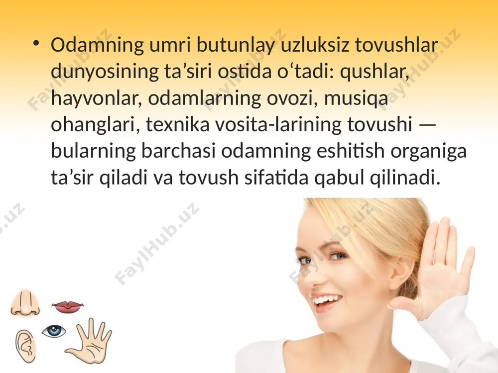 a tutashgan. o‘rta quloqda bir-biri bilan ketma-ket birikkan uchta eshitish suyakchalari (bolg‘acha, sandon, uzangi) tovush to‘lqinlari ta’sirida nog‘ora pardada hosil bo‘lgan tebranishni ichki quloqqa o‘tkazadi. ichki quloq — bo‘shliq va yarimdoira kanalchalar sistemasidan, ya’ni suyak labirintdan iborat. suyak labirintning ichida parda labirint joylashgan, ular orasidagi torgina bo‘shliqda perilimfa suyuqligi bo‘ladi. parda labirintning ichida esa endolimfa suyuqligi bo‘ladi. suyak labirintda chig‘anoq bo‘lib, uning ichida tovushni sezuvchi hujayralar, ya’ni eshitish retseptorlari joylashgan. suyak labirintning dahliz va yarimdoira kanalchalar deb ataluvchi qismidagi xaltasimon tuzilmalarda odam tanasining fazodagi muvozanatini ta’minlovchi vestibular analizator retseptorlari joylashgan. eshitish organining funksiyasi. yuqorida aytilgan tashqi, o‘rta va ichki quloqning har biri o‘ziga xos funksiyani bajaradi. quloq suprasi tovush to‘lqinlarini to‘plash va uni quloqning tashqi yo‘liga yo‘naltirish vazifasini o‘taydi. ayniqsa yuksak rivojlangan umurtqali hayvonlarda (it, ot, quyon, qo‘y va boshqalarda) quloq suprasi muskullari yaxshi rivojlangan bo‘lib, ular tovush kelgan tomonga quloqlarini ding qilib harakatlantira oladilar. odamda quloq suprasini harakatlantirish imkoni …