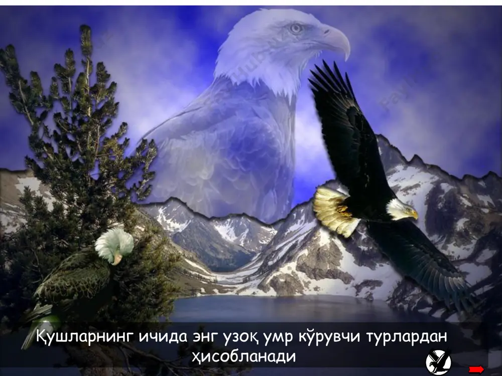 es, we have to retreat for awhile and start a renewal process to continue taking successful flights, we sometimes need to get rid of memories, habits and other past traditions only freed from past burdens, can we take advantage of the valuable outcomes from a … renewal буларнинг барчасини амалга ошириш учун кучли ирода керак …. bald eagle flying