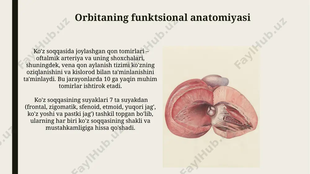 yuqori ko'z yorig'i. orbitaning innervatsiyasi simpatatik innervatsiya ko'z soqqasidagi qon tomirlarini va ko'zning silliq mushaklarini (masalan, miosis va midriazni boshqaradi) ta'minlaydi, bu esa ko'zning kengayishi va torayishini tartibga soladi va ko'z bosimi bilan bog'liq. ko'z soqqasidagi sezgi innervatsiyasi v kranial nervning birinchi (oftalmik) tarmog'i orqali amalga oshiriladi, bu nervning uchta asosiy shoxchalari – lakrimal, nazolakrimal va frontal nervlar mavjud bo'lib, ular ko'zning turli qismlarini innervatsiya qiladi. kon'yunktivaning kasalliklari kon'yunktivaning epitelial shikastlanishi 2-3 hafta davom etadigan davolanishni talab qiladi va ko'pincha qaytalanuvchi holat sifatida uchraydi, bu esa ko'rish sifatini pasayishiga olib kelishi mumkin. kon'yunktiva yallig'lanishining 10 dan ortiq turini aniqlash mumkin, ularning har biri turli xil patogenlar va klinik ko'rinishlar bilan tavsiflanadi, shu jumladan bakteriyalar, viruslar va allergik reaktsiyalar. orbit o'smalarining klinik ko'rinishi taxminan 10-15% hollarda orbit o'smalari exophtalmus (ko'zning oldinga chiqishi) va cheklangan ko'z harakati bilan birga kechuvchi og'riq bilan namoyon bo'ladi. orbit o'smalarining klinik ko'rinishi proptoz, diplopiya va ko'rish …