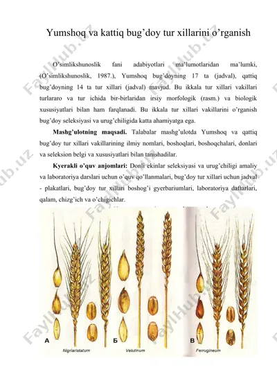 yumshoq va kattiq bug’doy tur xillarini o’rganish — DOC