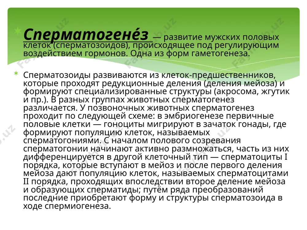 ают свое развитие в разные периоды репродуктивного возраста, многие погибают, так и не реинициировав мейоз. фактором, стимулирующим продолжение мейоза, является мейоз-стимулирующая субстанция, которая как и мейоз-ингибирующая, синтезируется соматическими (фолликулярными) клетками овариальных фолликулов, в окружении которых развиваются женские половые клетки. в процессе первого мейотического деления в каждую дочернюю клетку расходится по одной гомологичной двойной хромосоме от каждого бивалента. иными словами, каждая дочерняя клетка получает гаплоидный набор хромосом, в связи с чем первое деление именуется редукционным. каждая из хромосом этих клеток, однако, состоит из двух хроматид (ядерная формула клеток 2с1n). в сперматогенезе телофаза завершается неполной цитотомией и образующиеся клетки — сперматоциты 2-го порядка — также остаются связанными друг с другом цитоплазматическими мостиками (формируется синцитий). далее следует второе деление созревания — эквационное, протекающее как обычный митоз. однако, в отличие от чередования митозов соматических клеток здесь отсутствует отчетливая интерфаза и клетки переходят от первого деления мейоза ко второму делению мейоза без деконденсации хроматина и …