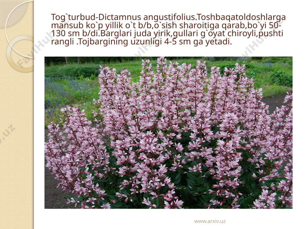 toshbaqatolnamolar rutalis qabilasi - Page 4