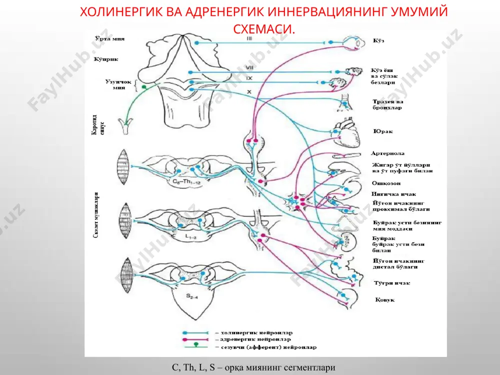 сатмаси: глаукома ичак атонияси миастения бронхиал астма талваса ацетилхолин таъсиридаги 3 та ўзгариш: миоз сўлак ажралишининг ошиши мидриаз тер ажралишининг ошиши куз ички босимининг ошиши антихолинэстераз воситалар. ах-ни гидролизловчи холинэстераза ферменти фаоллигини сусайтириб ганглия ва нейроэффектор синапсларда ахни тўпланишига олиб келадилар. бунда ахнинг кучли ва давомли билвосита таъсири юзага чиқади - физостигмин салицилат (эзерин); - галантамин гидробромид (нивалин); - неостигмин метилсульфат (прозерин); - дистигмин (убретид). ацетилхолинэстераза ферменти билан боғланишига кўра қайтар таъсирли дорилар (физостигмин, прозерин, галантамин) қайтмас таъсирли дорилар (фосфакол, фосфор органик бирикмалар) антихолинэстераз воситаларнинг ацетилхолинэстераза ферментини фалажлаши ферментнинг анион ёки эстераза-эфир қисми билан боғланишига боғлиқдир. антихолинэстераз воситаларнинг тиббиётда қўлланилиши : глаукома (прозерин, физостигмин, фосфакол). галантамин бу касалликларда ишлатилмайди, чунки маҳаллий қитиқловчи хусусиятига эга, коньюктивани шишига олиб келади; ўтказилган полимиелитни қолдиқ ҳолатларини ва миастения билан кечувчи бошқа неврологик хасталикларда (антихолинэстераз моддалар мнсни қўзғатади ва нерв-мушак синапслари ўтказувчанлигини оширадилар) бундай холатларда галантамин прозеринга нисбатан фаоллироқдир; ичак, пешоб пуфаги атониясида, ҳомиладорларда бачадон …