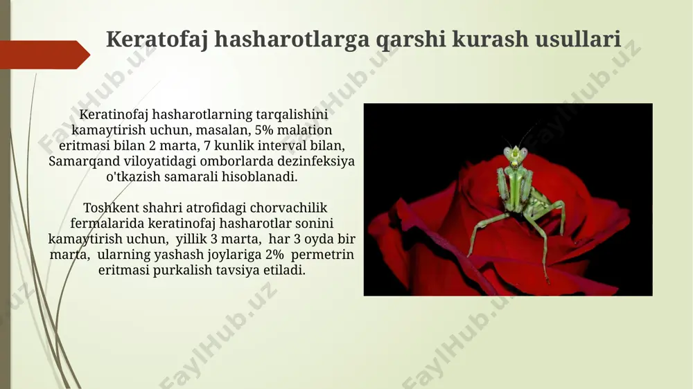 keratofag hasharotlar - Page 5
