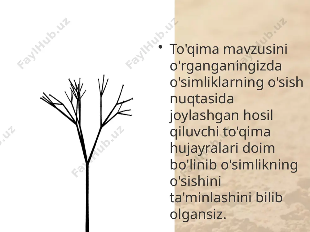 chi-nor, yong'oq, gilos kabi o'simliklar kiradi. sekin o'sadigan daraxtlarga nok, do'lana, qatrong'i, pista va boshqalar ki­radi. poyaning eniga o'sishi. o'simliklar poyasi hayoti davo-mida bo'yiga o'sgani singari, eniga ham o'sadi, yo'g'on-lashadi. bahor kelib, o'simliklarda shira harakati boshlanishi bilan oziq moddalar barcha organlar qatori kambiyga ham yetib boradi. oziq moddalar va suv bilan ta'minlangan kambiy hujayralari bo'lina boshlaydi. har bir hujayra uzunasiga ikkiga bo'linadi. yosh hujayralar o'sib yetilgach, ularning har biri yana ikkiga bo'linadi. bo'linishi shu tariqa davom etaveradi. bo'lingan hujayra-larning ko'p qismi kambiydan ichki tomonga qarab o'sib, yog'ochlik hujayralariga aylanadi. qolgan qismi esa kam­biydan tashqariga qarab o'sadi va lub hujayralariga aylanadi. shuning uchun yog'ochlik lubga qaraganda yo'g'on bo'ladi. bahorda kambiyga suv va oziq moddalar ko'p borganidan uning bo'lingan hujayralari yirik bo'ladi. yoz kelib, kunlar isishi bilan kambiyga boradigan oziq moddalar va suv kamaya boradi, natijada bo'linadigan hujayralar maydalashadi. kuzga borib, kambiy hujayralari bo'linishdan to'xtaydi, kel-gusi yil bahorda yana bo'lina boshlaydi shunday …