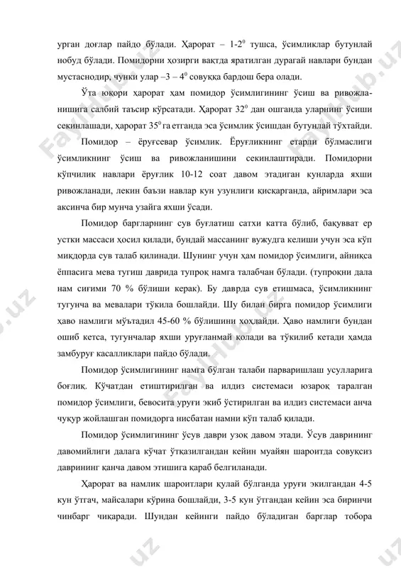 то ҳосили пишгунча ўсимликнинг навига ва ўстириш технологиясига қараб 100-120 кун ўтади. уруғи бевосита далага экилганда ўсимликнинг ўсув даври 70-90 кун давом этади. одатда, кузги даст​лабки совуқ тушиши биланоқ помидорнинг ўсув даври тўхтайди. навлари. помидор навлари бир-биридан морфологик, биологик ва хўжалик аҳамиятига эга белги ҳамда хусусиятлари билан фарқ қилади. улардан энг муҳимлари қуйидагилар: ўсув даврининг узунлиги. шу белгисига кўра помидор навлари тезпишар (кўчат ўтқазилгандан то биринчи ҳосилни теришгача (48-53 кун) ўтади, ўртапишар (60-65 кун) ва кечпишар (68-72 кун) навларга бўлинади; пояси навига қараб, ётиб ёки тик ўсадиган бўлиши мумкин. пояси тик ўсадиган навлар озиқланиш майдонининг катта бўлишини талаб қилмай, уларни механизация ёрдамида парваришлаш осон. на​вига қараб, поясининг баландлиги ҳам ўзгариши мумкин. баланд бўйли помидор навлари кўпинча кечпишар бўлади ва мева шохлари​нинг сийрак – 2-3 та баргдан кейин жойланиши билан фарқ қилади. шу сабабли баланд бўйли навларнинг ҳосил бериш даври чўзилиб ке​тади. паст бўйли навлар 1-2 та баргдан кейин, тўпгулининг ғуж …