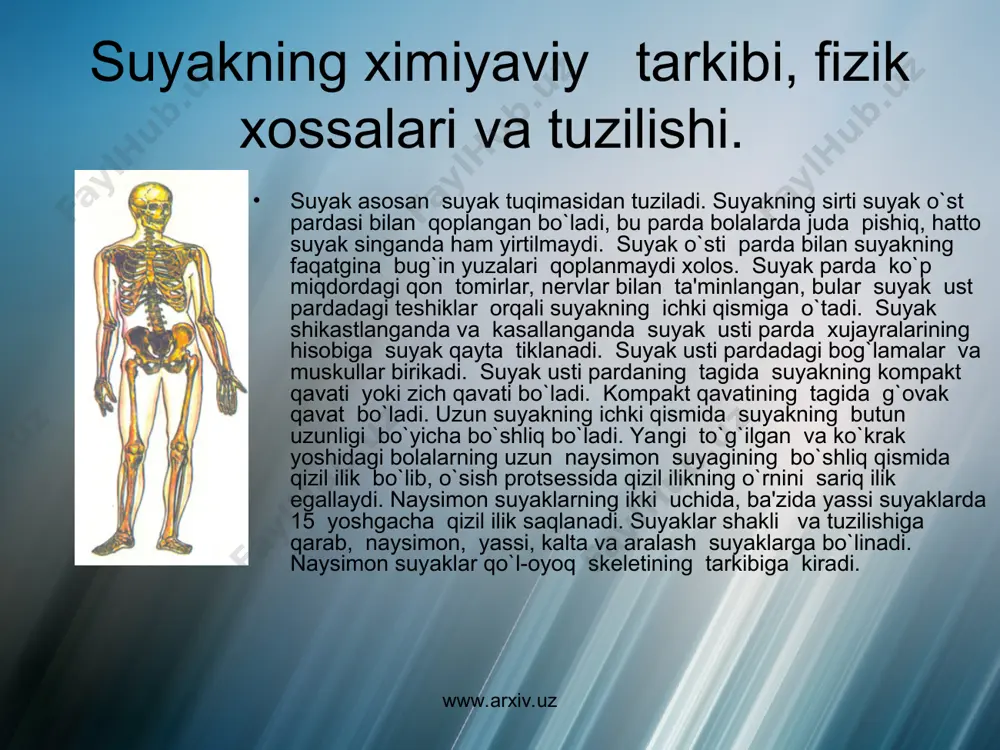 shida umurtqning barcha qismi suyaklanadi. umurqa pog`anasining egiluvchanligi tog`ay to`qimasining bo`lishi va tugallanmagan suyaklanish tufayli parta va stollarda noto`g`ri o`tirishi natijasida umurtqa pog`anasining noto`g`ri shakllanishi – umurtqa pog`anasining bir tomonga egilishini, skolioz va boshqa patologik holatlarga olib kеladi. umurtqa pog`anasining bo`yin va bеl qismi juda haraktchan. umurtqa pog`ananing uzunligi erkaklarda 75 sm., ayollarda 68 sm. ga tеng. umurqa pog`anasi bukiladi va yoziladi, ung va chapga egiladi, kundalang o`k atrofida buriladi. www.arxiv.uz www.arxiv.uz ko`krak qafasi skеlеti. ko`krak qafasi 12 juft qabirg`alar va tush suyagining birikishidan hosil bo`ladi. ko`krak qafasining shakli 2 xil: uzun ensiz va qisqa kеng. ko`krak qafasining asosiy shakllari konussimon, silindirsimon va yassi bo`lishi mumkin. ko`krak qafasining shakli bolaning yoshi ortishi bilan o`zgarib turadi. bolaning bir yoshida ko`krak qafvasi konus shaklida bo`ladi. bolaning 12 – 13 yoshlarida uning shakli katta odamnikiga o`xshash bo`ladi. ko`krak qafasining jinsiy farqi 15 yoshdan boshlanadi. nafas olganda o`g`il bolalarda ko`krak qafasidagi pastki qabirg`alar qiz …