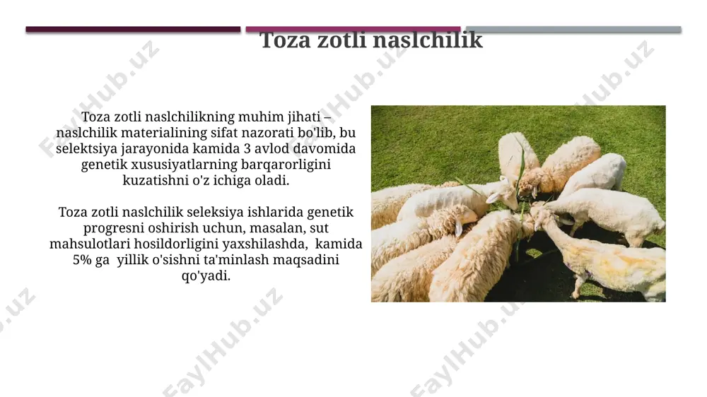 o'rsatadi. ota-ona zotlarning genetik jihatdan farq qilishi 30% dan ortiq bo'lganda, duragaylarda kuchli heterozis kuzatiladi va bu seleksiya natijalarini yaxshilaydi. duraylarning biologik xususiyatlari duraylar qoramolning boshqa zotlari bilan taqqoslaganda, kasalliklarga chidamliligining yuqori darajasi bilan (~80% gacha) ajralib turadi, bu ularni iqtisodiy jihatdan foydali qiladi. duraylar, o‘rtacha 25-30 kg vaznga ega bo‘lib, yuqori sifatli jun hosil qiladi, junning uzunligi 15-20 sm ga yetadi va 50-60% ingichka jun tolalaridan iborat. duraylarning iqtisodiy samaradorligi genetik jihatdan yaxshi tanlangan duraylar, kasallikka chidamlilikni 25% ga oshirib, veterinariya xarajatlarini sezilarli darajada qisqartiradi. duraylashtirish orqali go'sht mahsulotlarining sifatini yaxshilash, o'rtacha vaznni 10-15 kg ga oshirish mumkin, bu bozor narxlariga ijobiy ta'sir ko'rsatadi. e'tiboringiz uchun rahmat @taqdimot_robot image1.jpg image2.jpg image3.jpg image4.jpg image5.jpg image6.jpg image7.jpg image8.jpg image9.jpg image10.jpg image11.jpg image12.jpg