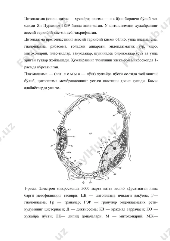 катини йирик вокуолали ҳужайраларда кўриш мумкин. бунда цитоплазма вокуола атрофида бир томонлама ҳужайра де-вори бўйлаб айланма ҳаракат қилади. цитоплазма ядро, пластидалар ва митохондрийларни ҳам ҳаракатлантиради. цитоплазманинг ҳаракати бир неча хил омил (ҳарорат, ёруғлик, кислород ва бошқалар)ларга боғлиқ. лаборато-рияда цитоплазма ҳаракатини сувўтлардан хара ва сувда ўсувчи гулли ўсимликлардан элодея ва валлиснериянинг баргларида кузатиш мумкин. гиалоплазма (юнон. гиалос — ойна) ҳужайранингдоимий гидрофилл ва каллоид елим қисми бўлиб, у чўзилувчанлик хусусиятига эга. бу каллоид модда цитоплазма ичидаги ҳамма органеллаларни бир-бирига таъсир этишини таъминлайди. гиалоплазмада оқсиллар — ферментлар эриган моддалар шаклида бўлиб, углеводларнинг (қанд ва гликолиз), липид-ларнинг (ёғ кислоталарни) алмашинувида азотли ва фосфорли бирикмалар (аминокислоталар)ни синтез қилишда иштирок этади. ҳужайрада кимёвий энергияни механик энергияга ай-ланишида гиалоплазма фаол ҳаракат қилиб, ҳужайралараро моддалар алмашинувида иштирок этади. гиалоплазма ёш ҳужайра цитоплазмасининг асосий қисмини ташкил этиб, йирик ҳужайраларда ядро, пластида, митохондрий атрофи-ни юпқа парда билан ўрайди. гиалоплазманинг таркибий қисмини оқсил молекула-лари ташкил этади. улар маълум бир тартибда жойлашган …